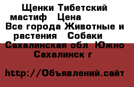  Щенки Тибетский мастиф › Цена ­ 50 000 - Все города Животные и растения » Собаки   . Сахалинская обл.,Южно-Сахалинск г.